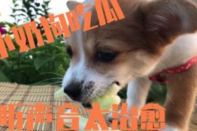 娱乐圈吃瓜小狗是谁啊